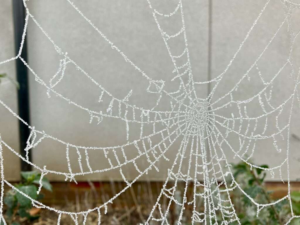 a spider web covered in water droplets in front of a building