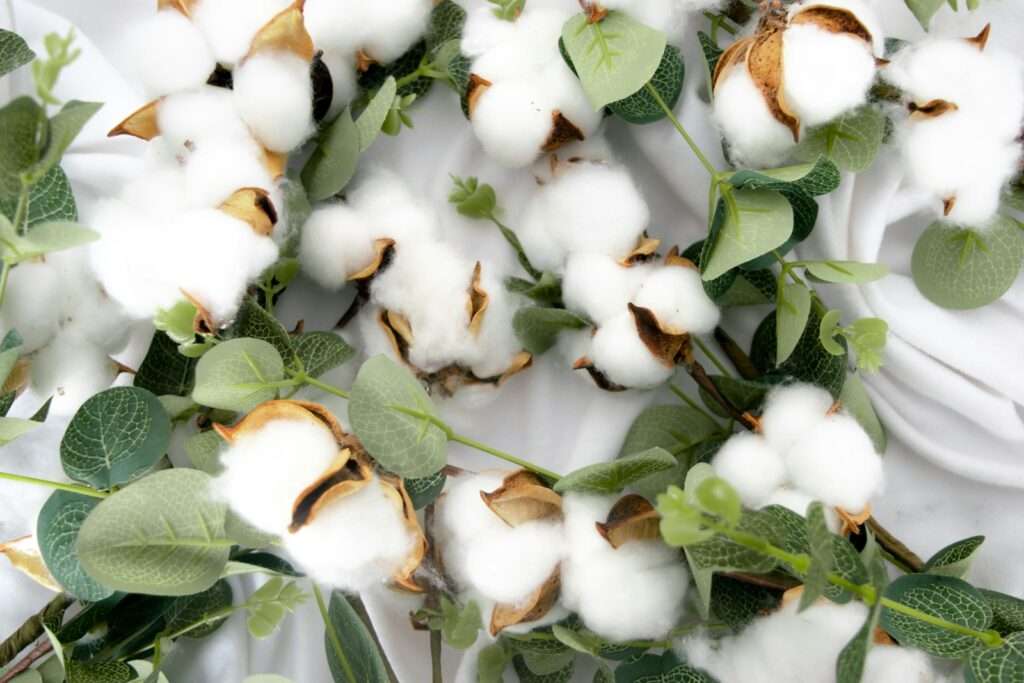 a group of white flowers